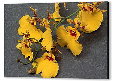 Веточка желтых орхидей