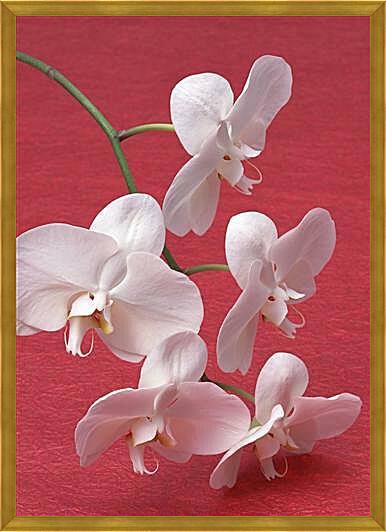 Картина - Белые орхидеи