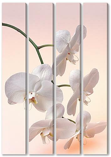 Модульная картина - Белая орхидея