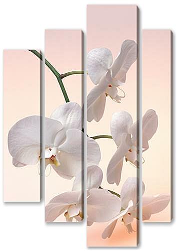 Модульная картина - Белая орхидея