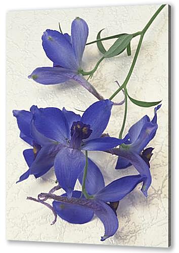 Фиолетовая орхидея