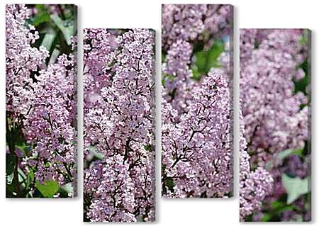 Модульная картина - Цветущая сирень
