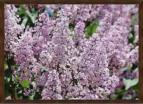 Картина - Цветущая сирень