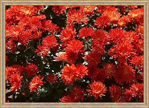 Картина - Красные хризантемы