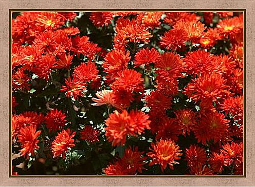 Картина - Красные хризантемы
