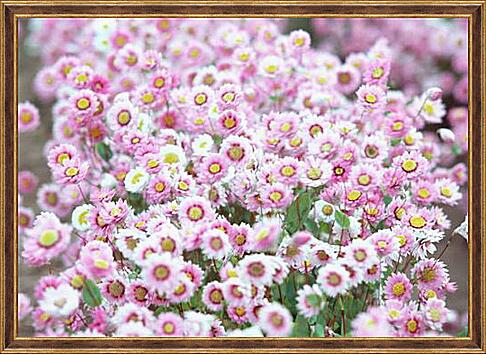 Картина - Бело-розовые хризантемы