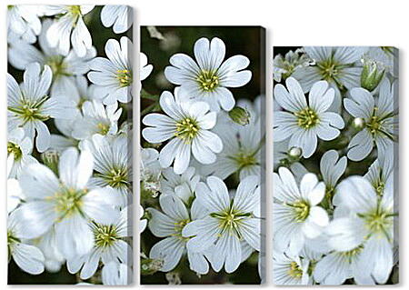 Модульная картина - Белые цветы