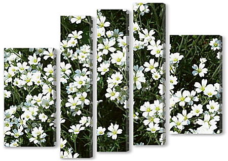 Модульная картина - Белые цветы алтея