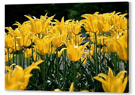 Картина маслом - Желтые тюльпаны
