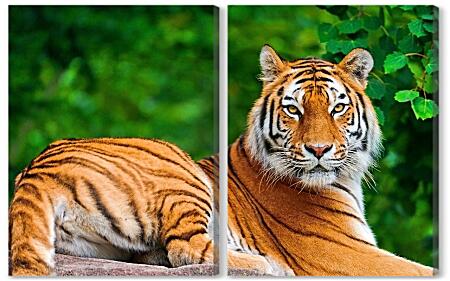 Модульная картина - Тигр