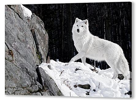 Картина маслом - Белый волк