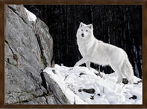 Картина - Белый волк