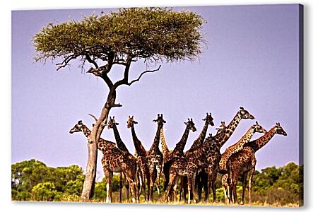 Картина маслом - Жирафы
