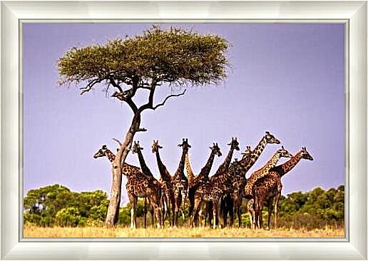 Картина - Жирафы