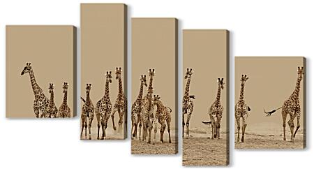 Модульная картина - Жирафы