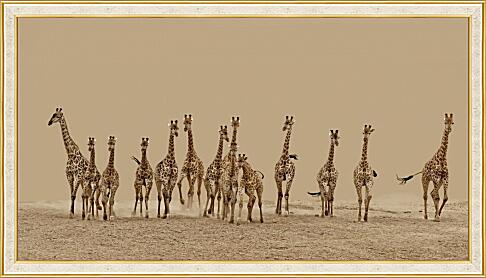 Картина - Жирафы