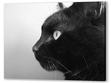 Постер (плакат) - Черный кот