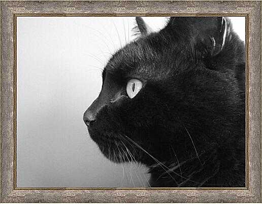 Картина - Черный кот