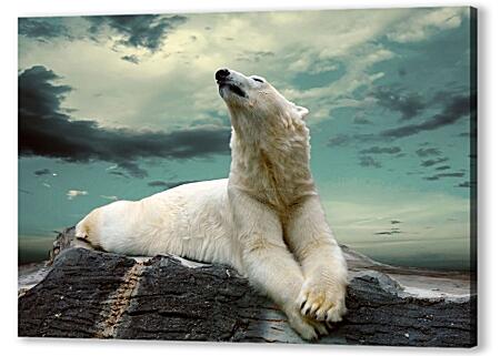 Постер (плакат) - Белый медведь