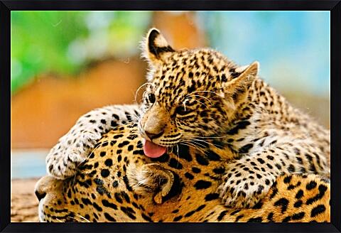 Картина - Леопарды. Мама и детеныш