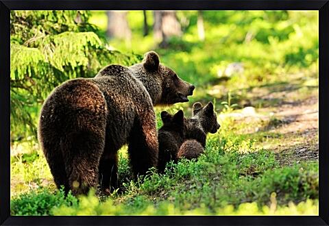 Картина - Медведи. Мама и детеныши