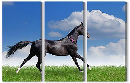 Модульная картина - Черный конь и белые облака
