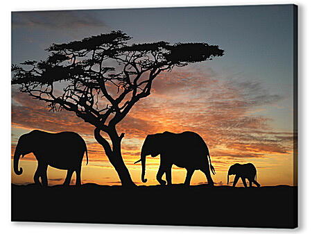Семья слонов на закате
