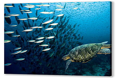 Картина маслом - Морская черепаха

