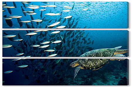 Модульная картина - Морская черепаха
