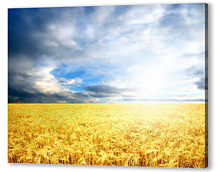 Картина маслом - Пшеница