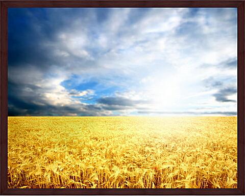Картина - Пшеница