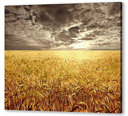 Картина маслом - Поле пшеницы
