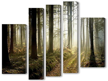 Модульная картина - Лучи солнца стволах деревьев
