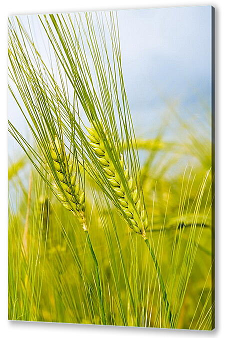 Постер (плакат) - Колоски пшеницы
