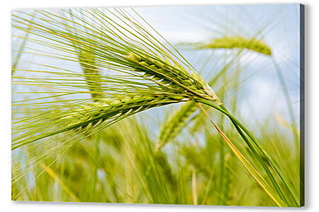 Колоски пшеницы
