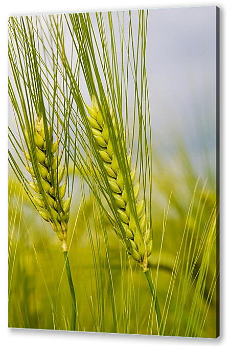 Постер (плакат) - Пшеница

