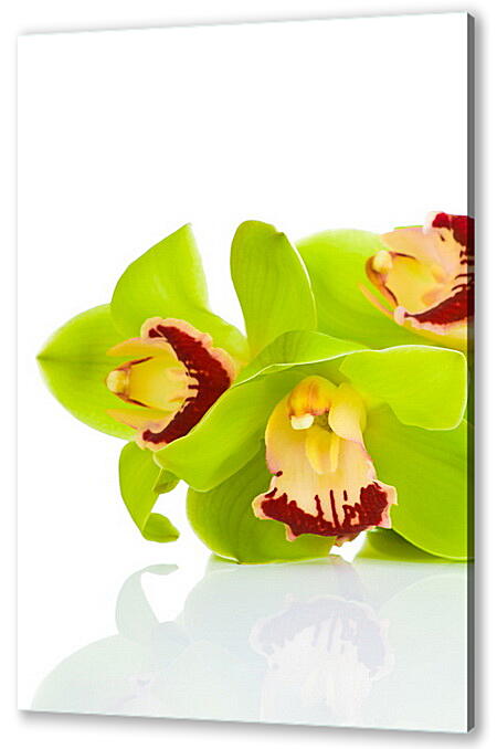 Постер (плакат) - Орхидея на белом фоне
