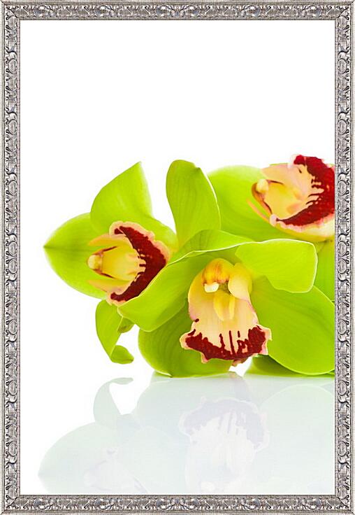 Картина - Орхидея на белом фоне