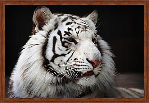 Картина - Белый тигр