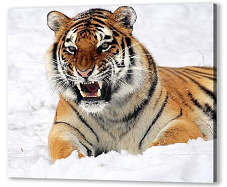 Постер (плакат) - Тигр