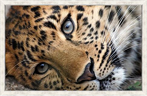 Картина - Леопард