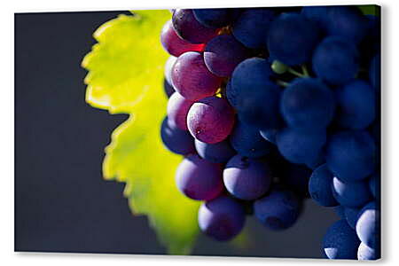Постер (плакат) - Красный виноград