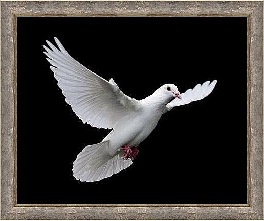 Картина - Голубь
