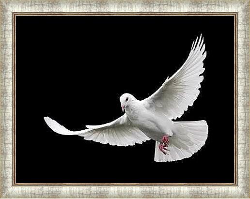 Картина - Белый голубь