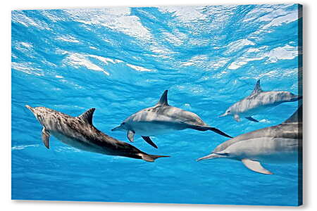Картина маслом - Семья дельфинов
