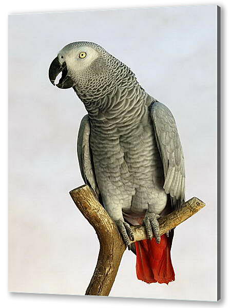 Картина маслом - Попугай на жердочке