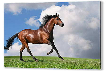 Постер (плакат) - Коричневый конь на поле
