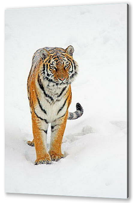 Картина маслом - Тигр на снегу
