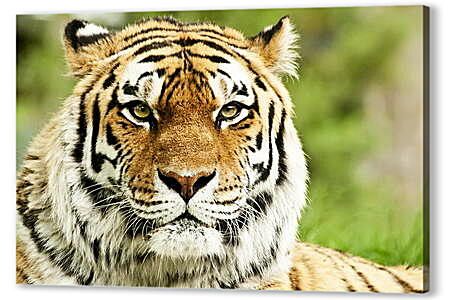 Постер (плакат) - Сибирский тигр
