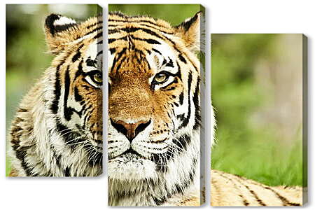 Модульная картина - Сибирский тигр
